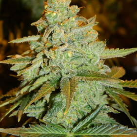 Auto Speedy Gonzales (Спиди Гонзалес ТГК 18%)